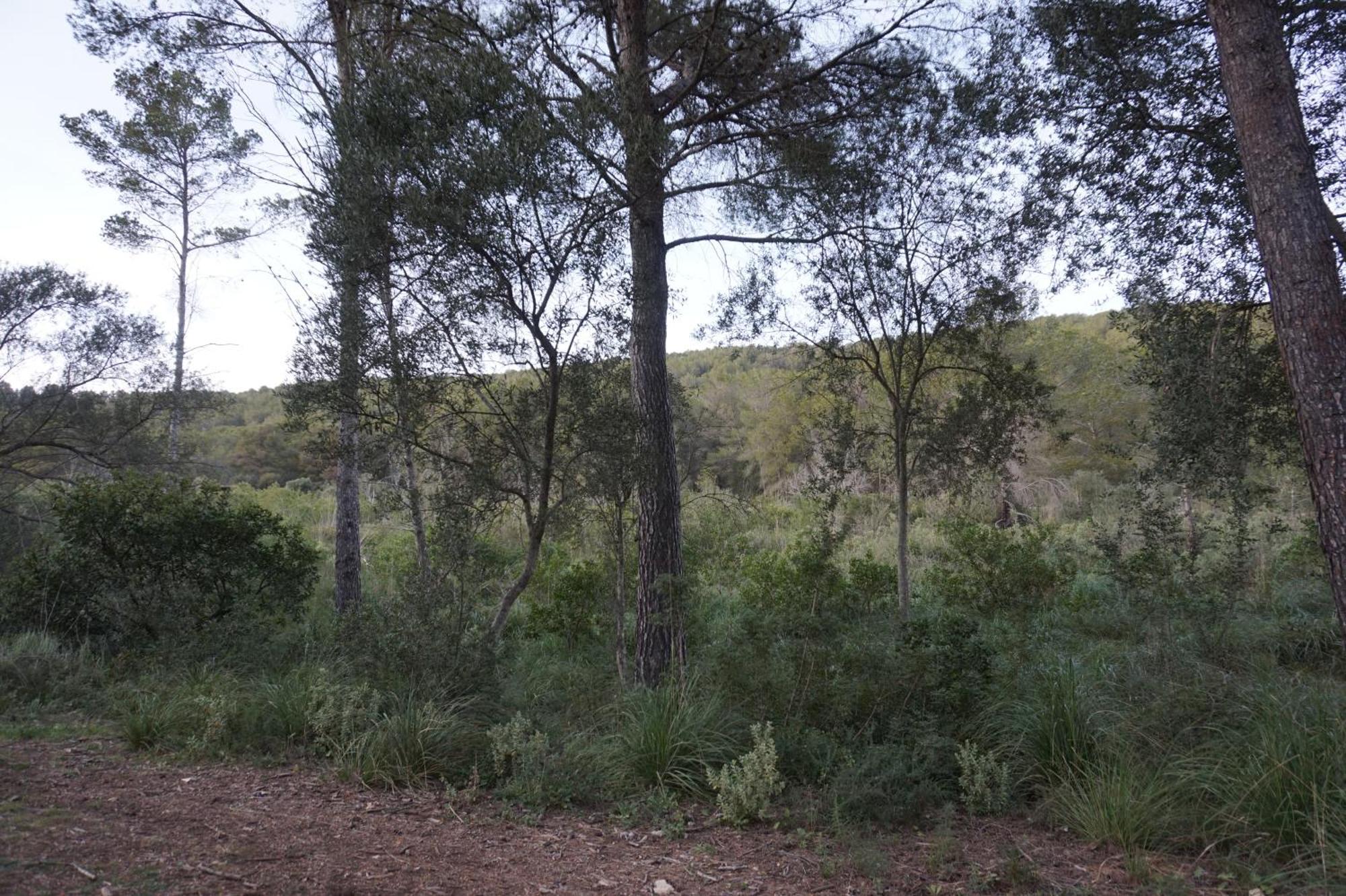 Chalet فونت دي سا كالا المظهر الخارجي الصورة